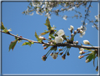 foto Fiori